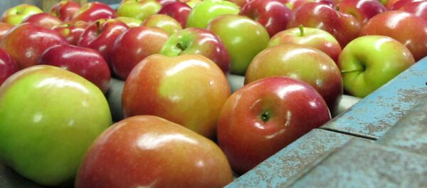 apples moving along a conveyor line apples moving along a conveyor line - Sputnik International
