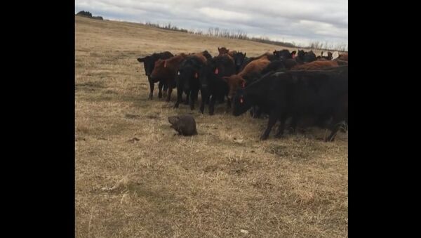Lone Beaver Herds Curious Cattle in Saskatchewan - Sputnik International