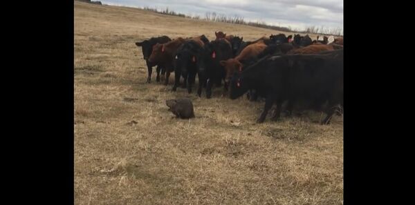 Lone Beaver Herds Curious Cattle in Saskatchewan Lone Beaver Herds Curious Cattle in Saskatchewan - Sputnik International