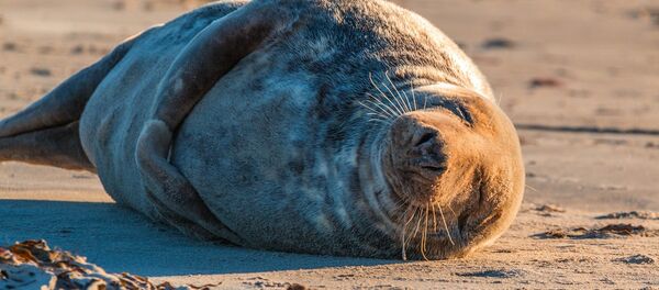 Seal - Sputnik International