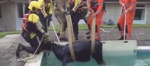 BIZARRE MOMENT FIREFIGHTERS ARE FORCED TO RESCUE A COW FROM A POOL IN DORSET BIZARRE MOMENT FIREFIGHTERS ARE FORCED TO RESCUE A COW FROM A POOL IN DORSET - Sputnik International