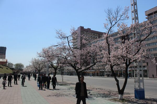 Pyongyang residents stroll past apricot trees Pyongyang residents stroll past apricot trees - Sputnik International