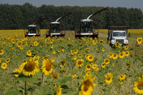 Grain harvest in Novosibirsk Region Grain harvest in Novosibirsk Region - Sputnik International