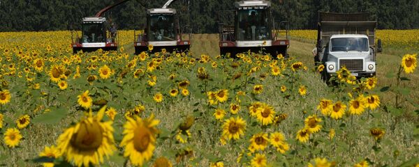 Grain harvest in Novosibirsk Region - Sputnik International