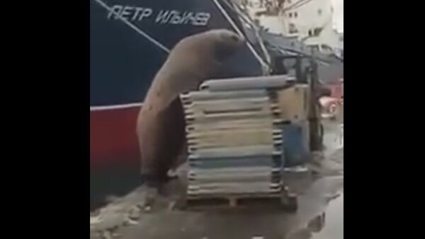 Busted! Hungry Sea Lion Steals Fish in Russian Port - Sputnik International