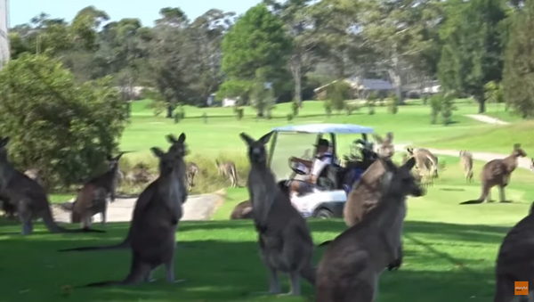 Kangaroos Invade Australian Golf Course - Sputnik International