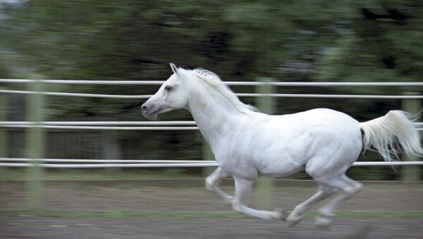 An Arab horse. (File) - Sputnik International