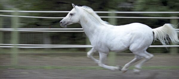 An Arab horse. (File) An Arab horse. (File) - Sputnik International