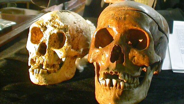 The skull, left, of a 54,000-year-old species, known as Homo floresiensis, is displayed next to a normal human's skull, right, at a news conference in Yogyakarta, Indonesia Friday, Nov. 5, 2004. H floresiensis was nicknamed the hobbits due to their diminutive size. - Sputnik International