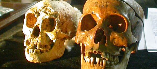 The skull, left, of a 54,000-year-old species, known as Homo floresiensis, is displayed next to a normal human's skull, right, at a news conference in Yogyakarta, Indonesia Friday, Nov. 5, 2004. H floresiensis was nicknamed the hobbits due to their diminutive size. - Sputnik International