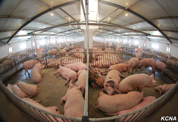 Thaechon Pig Farm Thaechon Pig Farm - Sputnik International