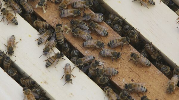 Honey bees congregate on top of frames - Sputnik International