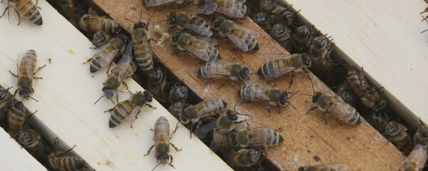 Honey bees congregate on top of frames - Sputnik International