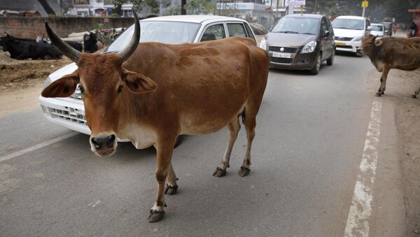 Motorists drive past stray cows roam on a road in Allahabad, India - Sputnik International