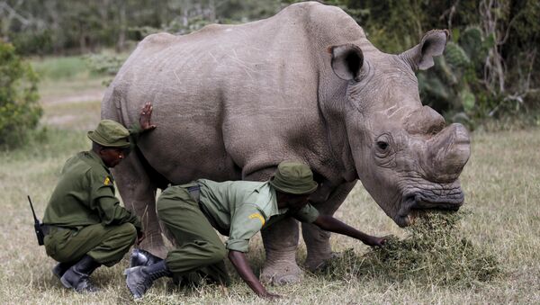 Wardens assist the last surviving male northern white rhino named 'Sudan' as it grazes at the Ol Pejeta Conservancy in Laikipia national park, Kenya - Sputnik International