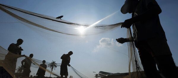 Sri Lankan fishermen sort their catch in a fishery harbor in Colombo, Sri Lanka (File) - Sputnik International