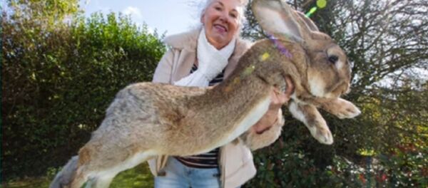 United Airlines Strikes Again: Simon, Set to Become World’s Biggest Rabbit Dies on Flight - Sputnik International