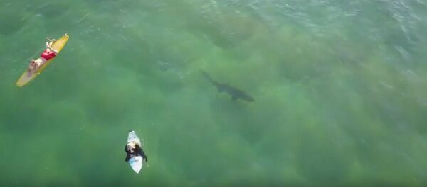 Aerial Footage Captures Shark Lurking Below Surfers at Kiama Aerial Footage Captures Shark Lurking Below Surfers at Kiama - Sputnik International