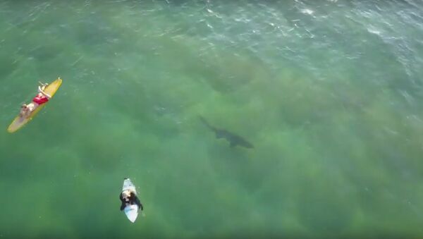 Aerial Footage Captures Shark Lurking Below Surfers at Kiama - Sputnik International