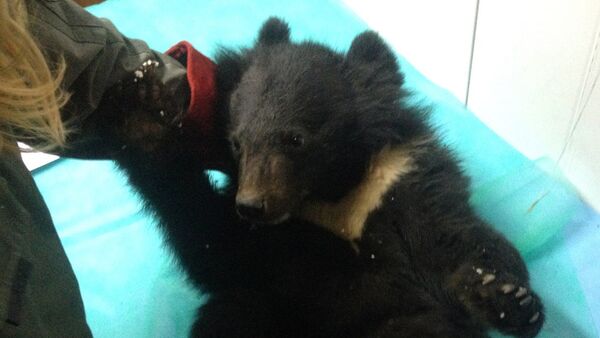 Rescued bear cub - Sputnik International