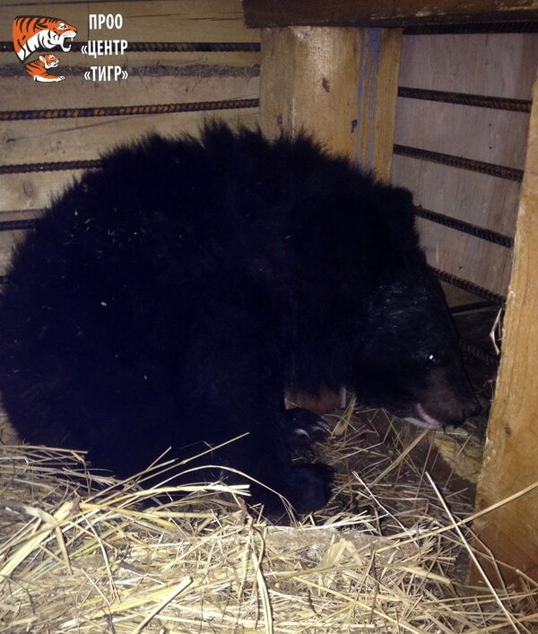 Rescued bear cub Rescued bear cub - Sputnik International