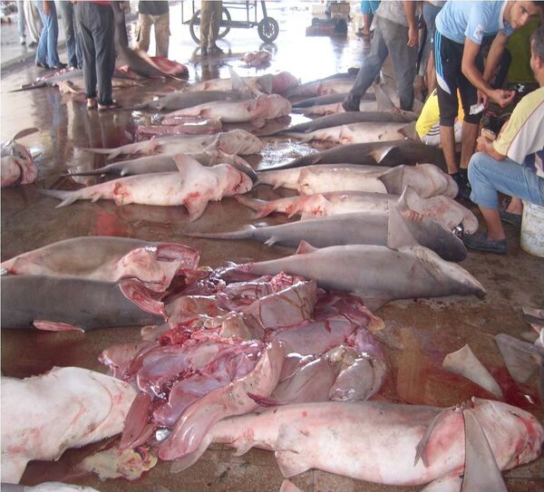 Butchered sharks in Syria - Sputnik International