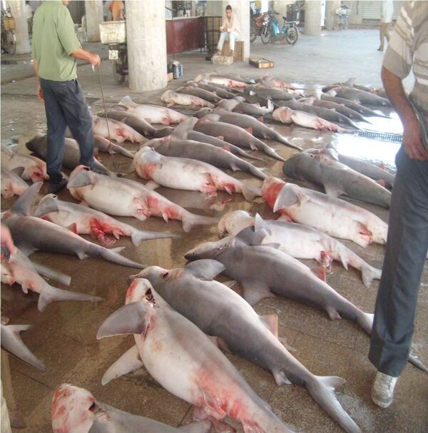 Butchered sharks in Syria - Sputnik International