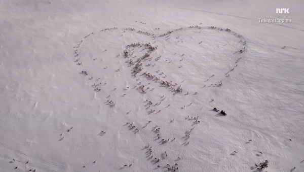 Norwegian Shepherd Forms Giant Heart Using Hundreds of Reindeer - Sputnik International