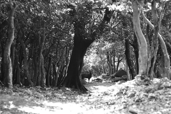 It has been abandoned ever since and the island's main occupants now are a herd of 400 wild Japanese deer. It has been abandoned ever since and the island's main occupants now are a herd of 400 wild Japanese deer. - Sputnik International