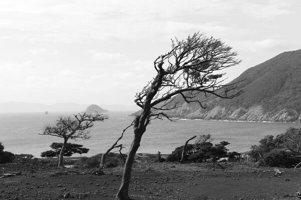 Nozaki is one of 17 volcanic islands off the north-west coast of Japan. The wind blows in off the Sea of Japan, stunting and shaping the trees Nozaki is one of 17 volcanic islands off the north-west coast of Japan. The wind blows in off the Sea of Japan, stunting and shaping the trees - Sputnik International