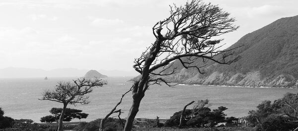 Nozaki is one of 17 volcanic islands off the north-west coast of Japan. The wind blows in off the Sea of Japan, stunting and shaping the trees Nozaki is one of 17 volcanic islands off the north-west coast of Japan. The wind blows in off the Sea of Japan, stunting and shaping the trees - Sputnik International