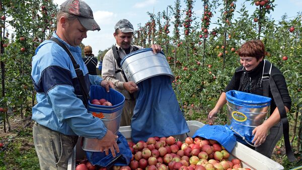 Ukrainian workers pick up apples at an apple orchard near Leczyszyce. File photo - Sputnik International