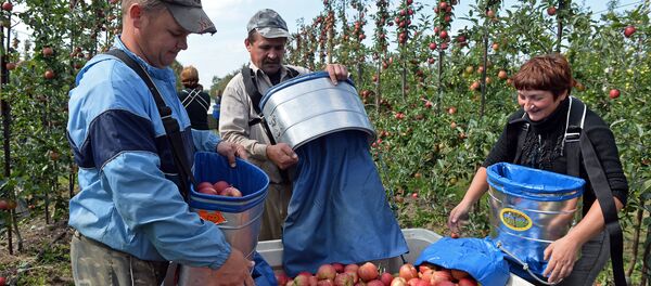 Ukrainian workers pick up apples at an apple orchard near Leczyszyce. File photo Ukrainian workers pick up apples at an apple orchard near Leczyszyce. File photo - Sputnik International
