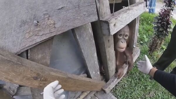 Abused Orangutan released after 2 years - Sputnik International