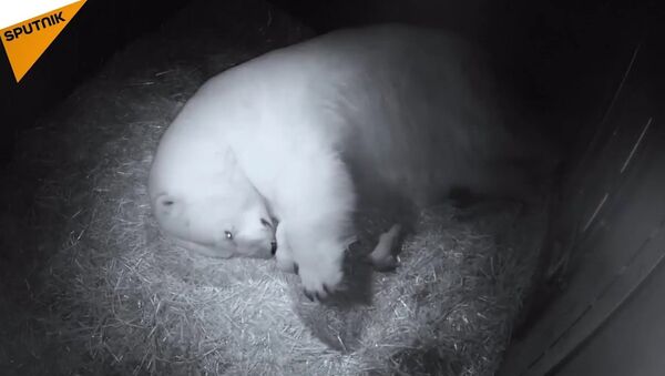 Polar Bear Twins Were Born At a Marine Animal Park in Australia - Sputnik International