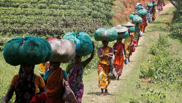 Tea garden workers carry sacks filled with tea leaves at Durgabari Tea Estate on the outskirts of Agartala, India May 4, 2017.  - Sputnik International