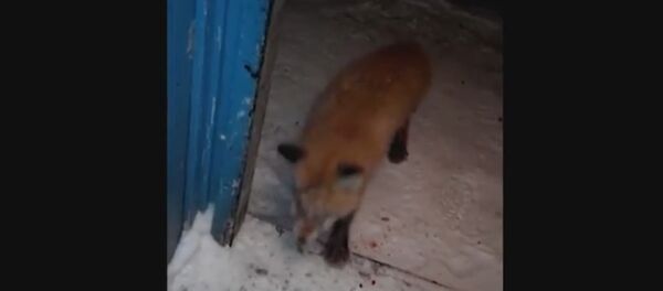 ZOMBIE FOX BITES THROUGH FRONT DOOR IN RUSSIA - Sputnik International