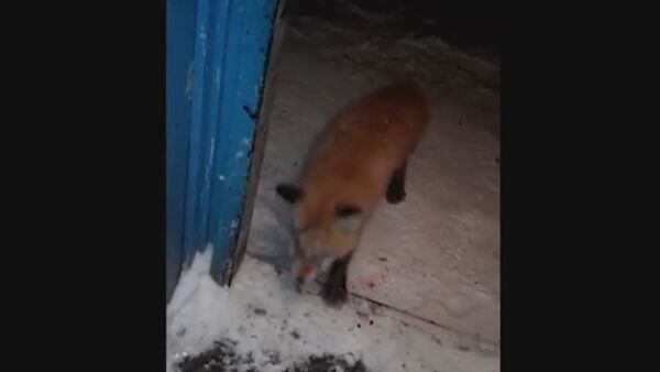 ZOMBIE FOX BITES THROUGH FRONT DOOR IN RUSSIA - Sputnik International