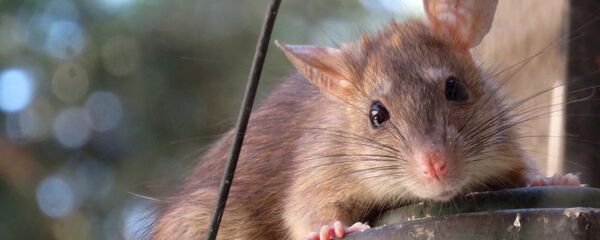 Rat Rat - Sputnik International