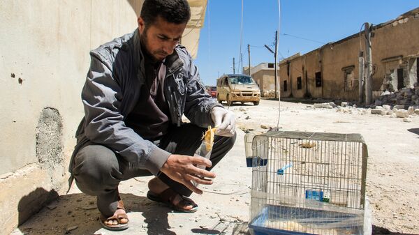 A Syrian man collects and bags the body of a dead bird, reportedly killed by a suspected toxic gas attack in Khan Sheikhun, in Syria’s northwestern Idlib province, on April 5, 2017 - Sputnik International