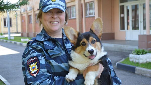Corgi, Reindeer and Guinea Pig: Animals Serving in Police Around the World - Sputnik International