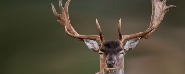 Deer Deer - Sputnik International