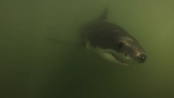 Boaters Film Up-Close Encounter with Great Whites - Sputnik International