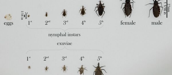 Various triatomine bugs in all life stages, from eggs to nymphs to fully grown adults. A variety of bug species, that share similar traits, are pictured. - Sputnik International
