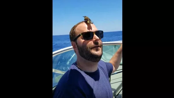 Tired Bird Needs Rest - Sputnik International