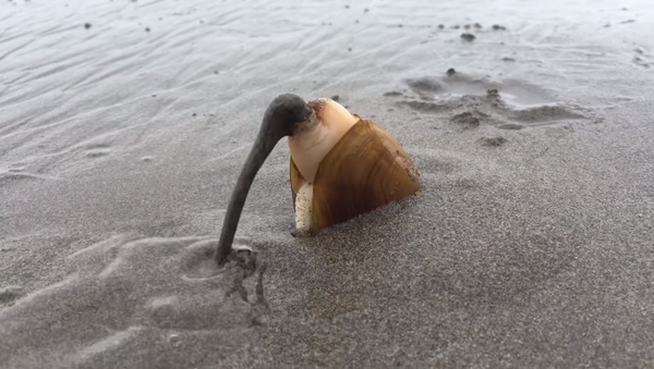 Squirting Clam Intrigues the Internet - Sputnik International