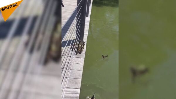 Cuteness Overload: Family of Ducks Jump into Water - Sputnik International