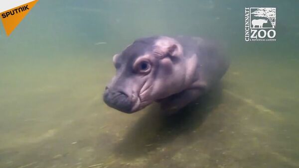 Baby Hippo Fiona Gets Comfortable With Deeper Water - Sputnik International
