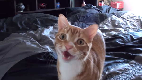 Cat Moms Rejoice! These Kitties Have a Surprise for You - Sputnik International