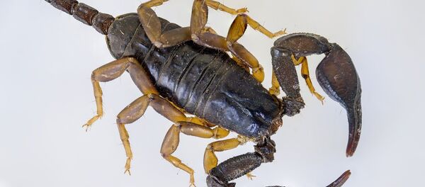 Scorpion - Sputnik International